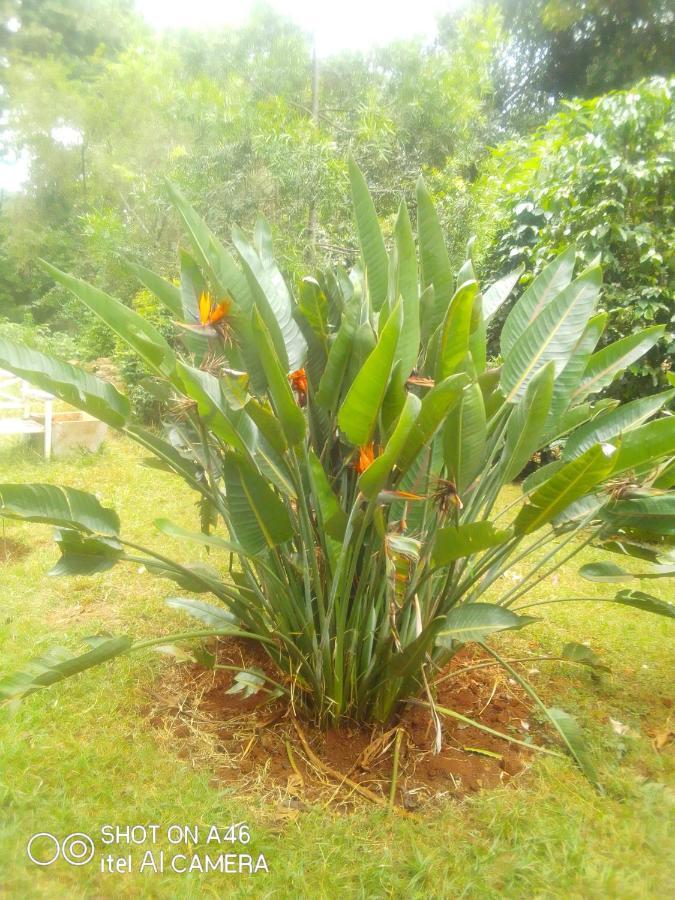 The Cottage-Place Of Grace 2Bdrm And Loft Bed All 4U At Usd58 Nairobi Bagian luar foto
